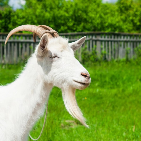 Chevre Blanche (vegetarienne)